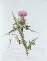 Cardo escocés, pintado en Brantwood, 6 de noviembre de 1866